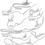 Nephrotoma quadrifaria quadrifaria: hypopygium