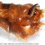 Nephrotoma quadrifaria quadrifaria: hypopygium