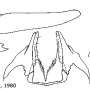 Nephrotoma quadrifaria quadrifaria: ovipositor