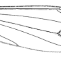 Nephrotoma quadrifaria quadrifaria: wing