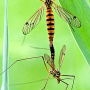 Nephrotoma scalaris : habitus - copula