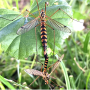 Nephrotoma scalaris : habitus - copula