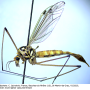 Nephrotoma scalaris : habitus - female
