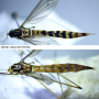 Nephrotoma scalaris : habitus - female