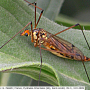 Nephrotoma scalaris : habitus - female