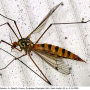 Nephrotoma scalaris : habitus - female