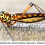 Nephrotoma scalaris : habitus - female