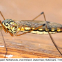 Nephrotoma scalaris : habitus - female