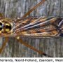Nephrotoma scalaris : habitus - female