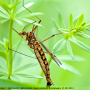 Nephrotoma scalaris : habitus - female