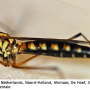 Nephrotoma scalaris : habitus - female