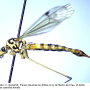 Nephrotoma scalaris : habitus - female