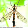 Nephrotoma scalaris : habitus - male Nephrotoma scalaris : habitus - male