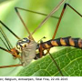 Nephrotoma scalaris : habitus - male Nephrotoma scalaris : habitus - male