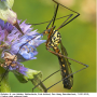 Nephrotoma scalaris : habitus - male Nephrotoma scalaris : habitus - male