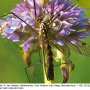Nephrotoma scalaris : habitus - male Nephrotoma scalaris : habitus - male