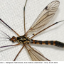 Nephrotoma scalaris : habitus - male Nephrotoma scalaris : habitus - male