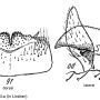 Nephrotoma scalaris : hypopygium