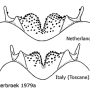 Nephrotoma scalaris : hypopygium