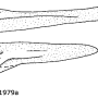 Nephrotoma scalaris : ovipositor