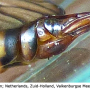Nephrotoma scalaris : ovipositor