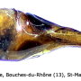 Nephrotoma scalaris : ovipositor