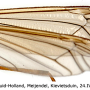 Nephrotoma submaculosa : wing