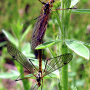 Nephrotoma sullingtonensis : habitus - copula