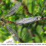 Nephrotoma sullingtonensis : habitus - copula
