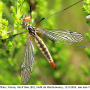 Nephrotoma sullingtonensis : habitus - female