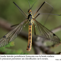Nephrotoma sullingtonensis : habitus - male