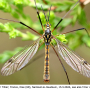 Nephrotoma sullingtonensis : habitus - male