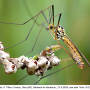 Nephrotoma sullingtonensis : habitus - male