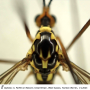 Nephrotoma sullingtonensis : body part(s) - head and thorax