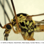 Nephrotoma sullingtonensis : body part(s) - head and thorax