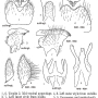 Nephrotoma sullingtonensis : hypopygium