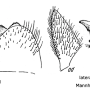 Nephrotoma sullingtonensis : hypopygium