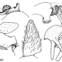 Nephrotoma sullingtonensis : hypopygium