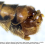 Nephrotoma sullingtonensis : hypopygium
