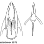 Nephrotoma sullingtonensis : ovipositor