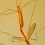 Nephrotoma suturalis suturalis: habitus - copula Nephrotoma suturalis suturalis: habitus - copula