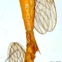 Nephrotoma suturalis suturalis: habitus - copula Nephrotoma suturalis suturalis: habitus - copula