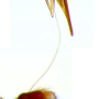 Nephrotoma suturalis suturalis: habitus - copula Nephrotoma suturalis suturalis: habitus - copula