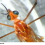 Nephrotoma suturalis suturalis: body part(s) - head and thorax Nephrotoma suturalis suturalis: body part(s) - head and thorax
