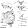 Nephrotoma suturalis suturalis: hypopygium Nephrotoma suturalis suturalis: hypopygium