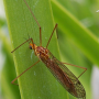Nephrotoma suturalis wulpiana: habitus - female