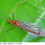 Nephrotoma suturalis wulpiana: habitus - female