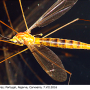 Nephrotoma suturalis wulpiana: habitus - female