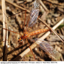 Nephrotoma suturalis wulpiana: habitus - female