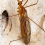 Nephrotoma suturalis wulpiana: habitus - female